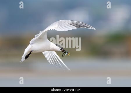 Sandwich Tern con il cicerello Foto Stock