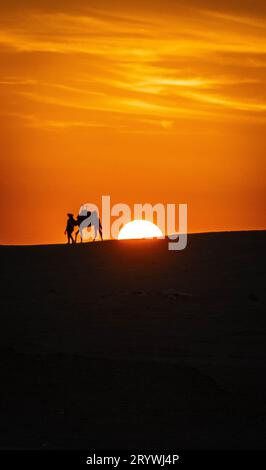 La silhouette del cammello e l'uomo sulla cima della duna sabbiosa con il sole che tramonta durante il colorato tramonto nel deserto del Sahara. Foto Stock