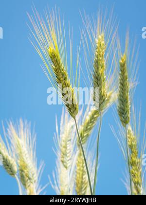 Il grano verde cresce nel campo, i campi di grano sono sotto il cielo blu e le nuvole bianche Foto Stock