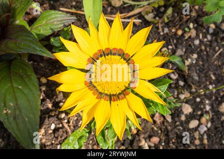 Un primo piano di un fiore di Gazania fiorisce in un letto di terreno, i suoi vibranti petali illuminati dal sole Foto Stock