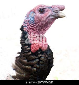 Profilo di una testa di tacchino isolata su sfondo bianco - uccello di tacchino selvatico maschile Foto Stock