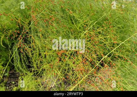 Piccole bacche rosse sulle piante di Asparagus che sono state lasciate andare ai semi Foto Stock