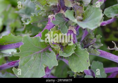 Primo piano delle Kalettes che crescono sulle assegnazioni britanniche all'inizio dell'autunno. Chiocciola su una foglia. Foto Stock