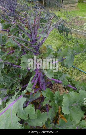 Primo piano delle Kalettes che crescono sulle assegnazioni britanniche all'inizio dell'autunno. Chiocciola su una foglia. Foto Stock