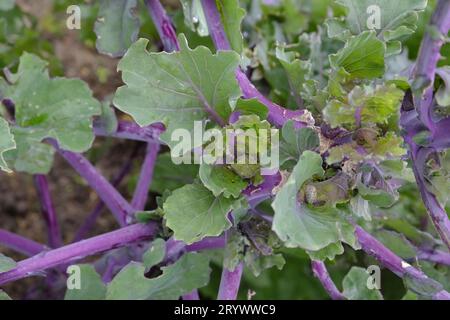 Primo piano delle Kalettes che crescono sulle assegnazioni britanniche all'inizio dell'autunno. Chiocciola su una foglia. Foto Stock