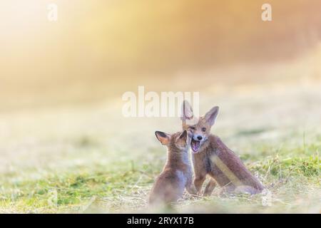 Un paio di adorabili volpi rosse sorridenti si stanno mettendo in posa in campo alla luce del sole. Orizzontalmente. Foto Stock