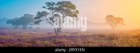 Parco nazionale di Zuiderheide Veluwe, erica rosa porpora in fiore, calorifero fiorente sul Veluwe Foto Stock