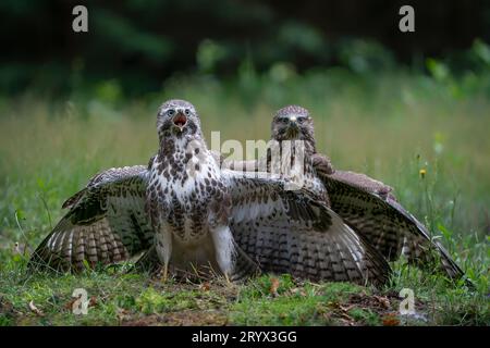 Due giovani buzzarde comuni (Buteo buteo) nella foresta del Brabante Noord nei Paesi Bassi. Vista frontale. Le ali si spalmano. Foto Stock