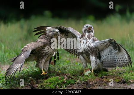 Due giovani buzzarde comuni (Buteo buteo) nella foresta del Brabante Noord nei Paesi Bassi. Vista frontale. Le ali si spalmano. Foto Stock