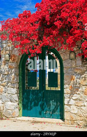 Attraente bouganvillea con porta verde e muro di pietra contro il cielo blu, isola Agistri, gruppo di isole Saroniche, Grecia. Presa nel maggio 2023 Foto Stock