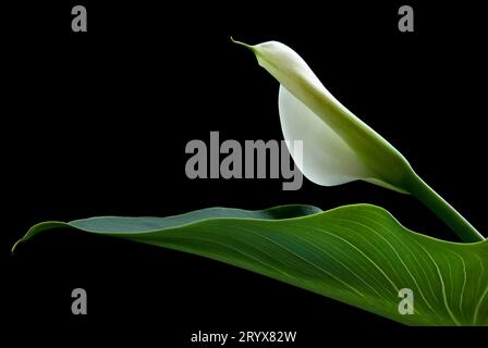 Fiore di giglio calla, pasqua, con foglia verde isolata su sfondo nero Foto Stock