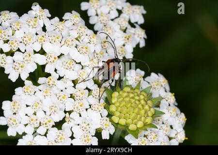 Stenurella melanura famiglia Cerambycidae genere Stenurella Fiore a strisce nere coleottero longhorn natura selvaggia fotografia di insetti, foto, carta da parati Foto Stock