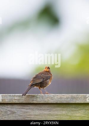 Un uccello nero ( Turdus merula ) si appollaia su una recinzione di legno Foto Stock