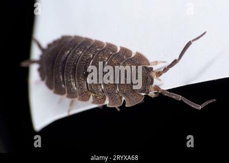 Porcellio scaber famiglia Porcellionidae genere Porcellio comune legno ruvido natura selvaggia woodhouse fotografia, foto, carta da parati Foto Stock