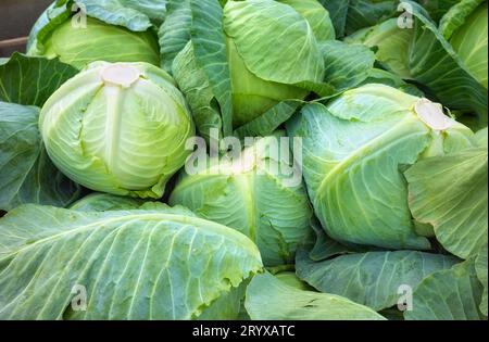 Foto ravvicinata di cavoli organici appena raccolti dal campo, messa a fuoco selettiva. Foto Stock