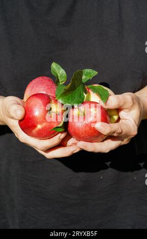 Donna che tiene la mela in mano con la camicia nera Foto Stock