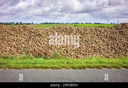 Mucchio di barbabietola da zucchero raccolta da una strada. Foto Stock