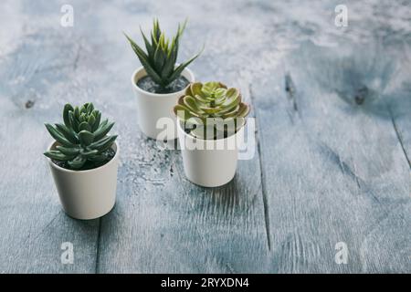 Vari tipi di echeveria, havortia succulente casa piante in vasi di argilla su sfondo. Decorazione casa hipster scandinava Foto Stock