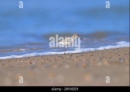 Il Dunlin a una gamba si sta nutrendo sulla spiaggia. Dunlin si sta nutrendo sulla spiaggia. Calidris alpina Foto Stock