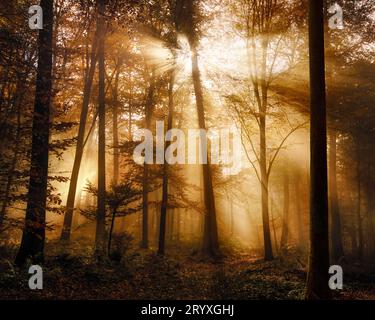 La luce del sole dorata illumina in modo splendido la nebbia lunare in una foresta in autunno, con silhouette ad albero e un'atmosfera da sogno Foto Stock