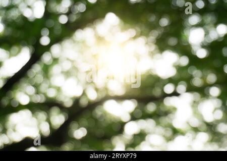 Blurred bello sfondo della natura blurry di foglia boskeh foresta. giardino e parco con la luce del sole, uso per sfondo Foto Stock