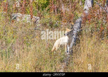 Caccia al West Coyote nel prato della Lamar Valley nel parco nazionale di Yellowstone Foto Stock