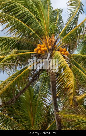 Palma da cocco con noci di cocco gialle sul cielo blu. Foto Stock