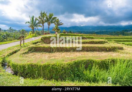 Terrazze di riso di Jatiluwih a Bali, Indonesia Foto Stock