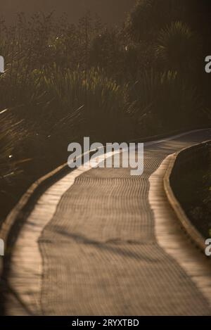 Con una luce soffusa, una passerella di legno conduce in una curva oltre le piante di lino nella foresta Foto Stock