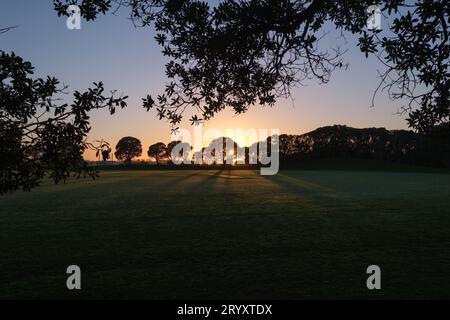 Il sole sorge tra gli alberi di pohutukawa sul lato opposto di un campo Foto Stock