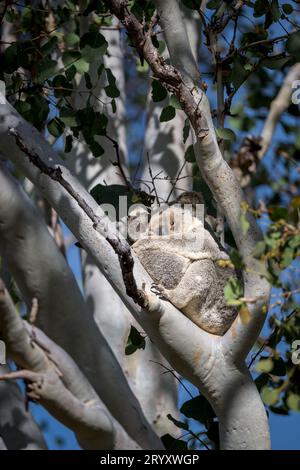 Una ragazza koala e la sua giovane joey, l'essenza della carezza, si ammassano insieme nella forchetta di un albero di eucalipto su Magnetic Island in Australia. Foto Stock