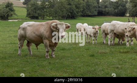Bolla Charolaise francese in un campo con mucche e giovani vitelli Foto Stock