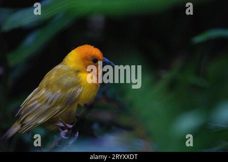 Spettacolo naturale in Kenya: Yellow Weaver Bird Building a Nest Foto Stock