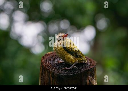 Un uccello oriole dalla forma nera che si trova su un tronco di banana Foto Stock