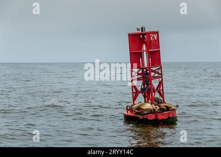 Santa Cruz Island, CA, USA - 14 settembre 2023: Paesaggio, faro rosso invaso da leoni marini che galleggiano fuori dal porto di Ventura sull'Oceano Pacifico. Foggy sk Foto Stock