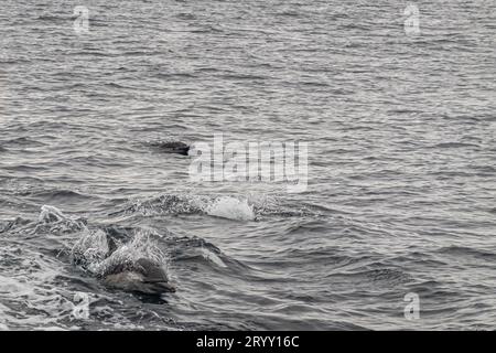 Santa Cruz Island, CA, USA - 14 settembre 2023: Corsa dei delfini contro il traghetto. Uno ha la testa sopra l'acqua Foto Stock