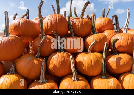 Zucche arancioni brillanti esposte al mercato agricolo locale pronte per la decorazione autunnale. Foto Stock