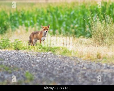 Femmina selvatica, vixen Red Fox nome scientifico Vulpes vulpes caccia Foto Stock