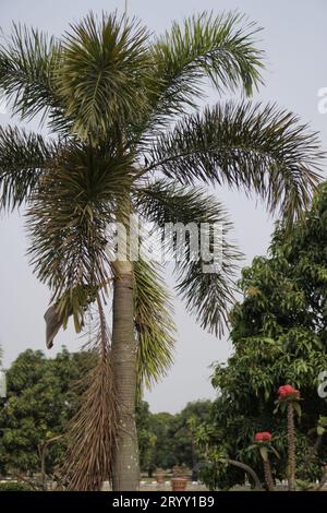 bellissime palme sullo sfondo del cielo, viste lateralmente Foto Stock