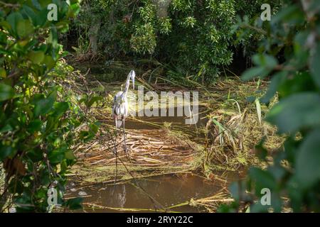 Scene di un'escursione in bassa campagna di un airone che segue un pasto. Foto Stock