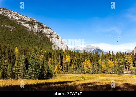 La fitta foresta di abeti rossi. Foto Stock