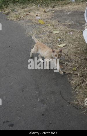 un gatto arancione sta camminando sull'asfalto accanto all'erba, la vista è dall'alto. Foto Stock