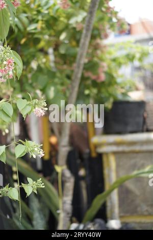 gelso ancora sull'albero. pianta con frutta rossa, con sfondo sbiadito. Vista angolare bassa del lampone che cresce sull'albero Foto Stock