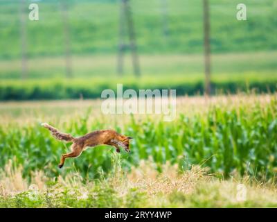 La volpe rossa (Vulpes vulpes) caccia la preda saltando Foto Stock