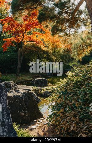 Bella e tranquilla scena nel giardino giapponese primaverile. Immagine autunnale del Giappone. Bellissimo giardino giapponese con stagno e foglie rosse. Stagno i Foto Stock