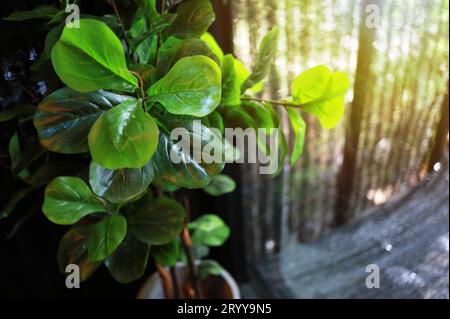 Impianti di filtraggio dell'aria verde in casa. concetto di purezza dell'aria Foto Stock