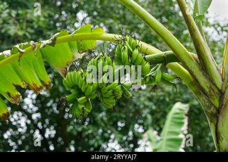 Banana Tree con mazzetto di banana fruit Foto Stock