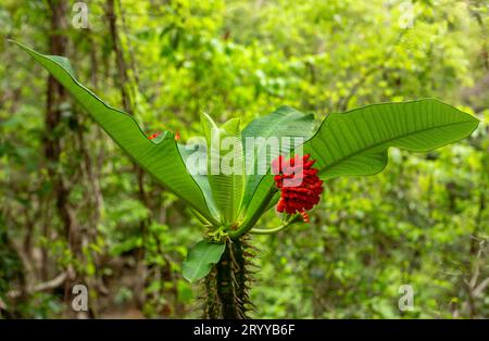 Euphorbia viguieri Denis. Fiore rosso nella foresta di Tsingy de Bemaraha. La natura selvaggia del Madagascar. Foto Stock