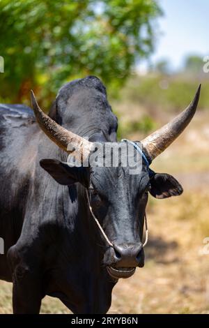 Ritratto ravvicinato di un maestoso Zebu a Kivalo, Madagascar Foto Stock