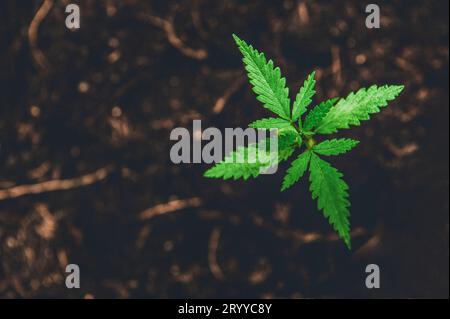 Marijuana giovane su fondo marrone scuro con foglie di cannabis. Coltivazione all'aperto. Erbe mediche piante e farmaci Foto Stock